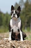 BOSTON TERRIER 270